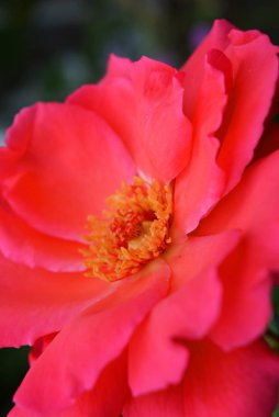 Pembe güller ve büyük yaprakları parlak çözülmüş tomurcuk, yeşillik ve bitkilerin bir arka plan karşı renk çok parlak.