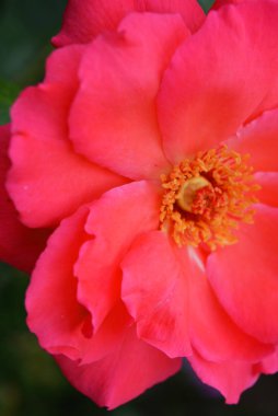 Pembe güller ve büyük yaprakları parlak çözülmüş tomurcuk, yeşillik ve bitkilerin bir arka plan karşı renk çok parlak.