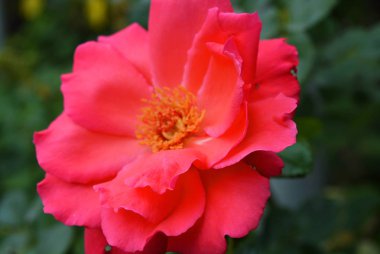 Pembe güller ve büyük yaprakları parlak çözülmüş tomurcuk, yeşillik ve bitkilerin bir arka plan karşı renk çok parlak.