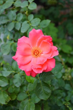 Pembe güller ve büyük yaprakları parlak çözülmüş tomurcuk, yeşillik ve bitkilerin bir arka plan karşı renk çok parlak.