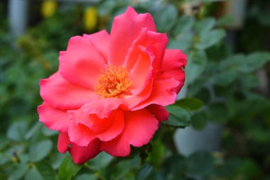 Pembe güller ve büyük yaprakları parlak çözülmüş tomurcuk, yeşillik ve bitkilerin bir arka plan karşı renk çok parlak.