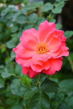 Pembe güller ve büyük yaprakları parlak çözülmüş tomurcuk, yeşillik ve bitkilerin bir arka plan karşı renk çok parlak.