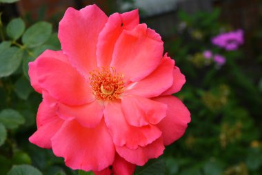 Pembe güller ve büyük yaprakları parlak çözülmüş tomurcuk, yeşillik ve bitkilerin bir arka plan karşı renk çok parlak.