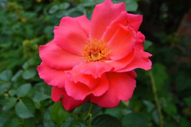 Pembe güller ve büyük yaprakları parlak çözülmüş tomurcuk, yeşillik ve bitkilerin bir arka plan karşı renk çok parlak.