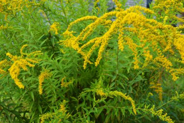 Sarı çiçekler, ilginç çiçek, solidago gigantea, uzun boylu goldenrod, dev goldenrod ile dev bir altın çubuk ile parlak çalılar.