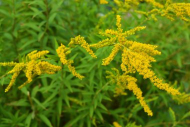 Sarı çiçekler, ilginç çiçek, solidago gigantea, uzun boylu goldenrod, dev goldenrod ile dev bir altın çubuk ile parlak çalılar.