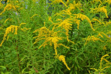 Sarı çiçekler, ilginç çiçek, solidago gigantea, uzun boylu goldenrod, dev goldenrod ile dev bir altın çubuk ile parlak çalılar.