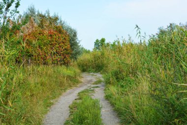 Samara Nehri yakınında alışılmadık bir manzara ve orman güzelliği ile güzel doğal arka plan. Shevchenko konut emlak, Dnipro şehir, Ukrayna yeşil tepeler, ağaçlar, parlak gökyüzü ile çalılar.