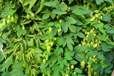 Olgun çiçekler ve bir asma, humulus çiçekli bitkiler, aile Cannabaceae ile güzel ve canlı yeşil hop yaprakları.