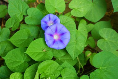 Mor parlak çiçekler ve sabah zafer doğada yaprak, ipomoea birinde küçük bir örümcek ile yaprakları.
