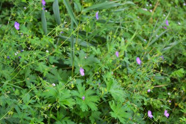 Güzel yeşil yaprakları arasında beyaz çiçekler ile Olağandışı mor.
