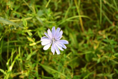 Parlak mor zengin hindiba çiçekleri, doğada dallarda ichorium, Dnipro şehir, Ukrayna.