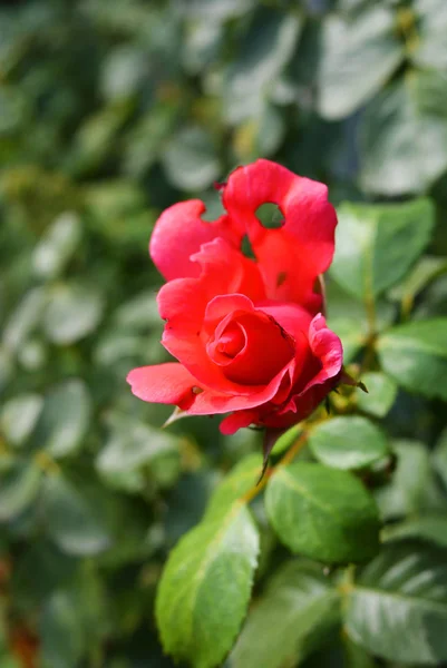 Bright Bud Pink Rose Punched Petal Petal Holes Nature Home — Stock Photo, Image