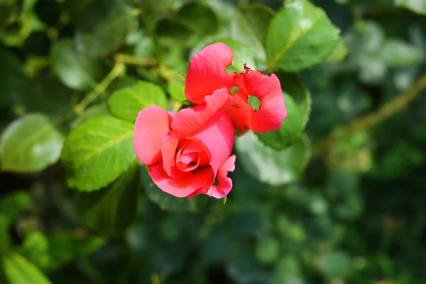 Яркий Бутон Розовой Розы Пробитой Лепестком Лепесток Отверстиями Природы Домашнем — стоковое фото