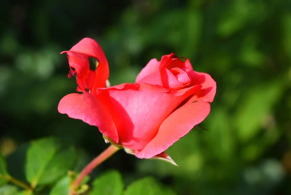 Brote Brillante Una Rosa Rosa Con Pétalo Perforado Pétalo Con — Foto de Stock