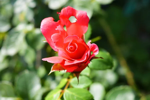 Brote Brillante Una Rosa Rosa Con Pétalo Perforado Pétalo Con — Foto de Stock