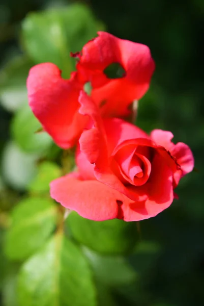 Bright Bud Pink Rose Punched Petal Petal Holes Nature Home — Stock Photo, Image