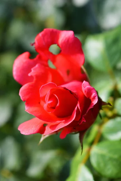 Bright Bud Pink Rose Punched Petal Petal Holes Nature Home — Stock Photo, Image