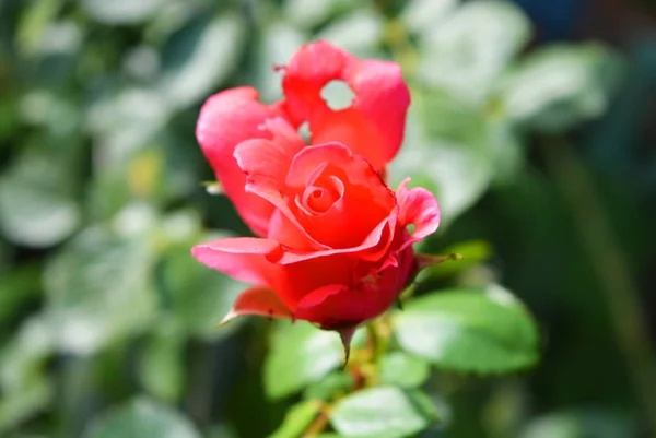 Bright Bud Pink Rose Punched Petal Petal Holes Nature Home — Stock Photo, Image