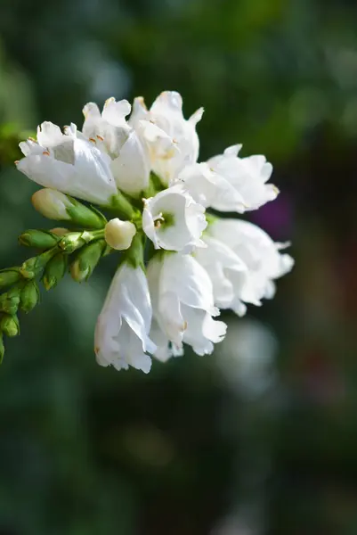 Weiße Mehrjährige Physostegia Blüht Form Kleiner Glöckchen Auf Grünem Blattgrund — Stockfoto