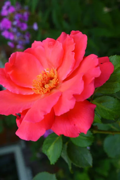Brote Deshilachado Brillante Rosas Rosadas Pétalos Grandes Muy Brillante Color — Foto de Stock