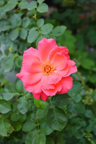 Pembe güller ve büyük yaprakları parlak çözülmüş tomurcuk, yeşillik ve bitkilerin bir arka plan karşı renk çok parlak.