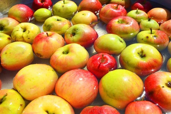 Ucraino Luminoso Colorato Mele Fresche Strappate Albero Sdraiato Con Acqua — Foto Stock