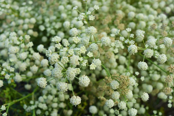 Schöne Runde Und Helle Helle Blüten Auf Einem Grünen Hintergrund — Stockfoto