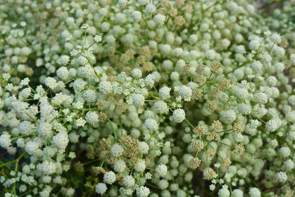 Vackra Runda Och Starka Ljus Blommor Tumbleweed Bakgrund Grönska — Stockfoto