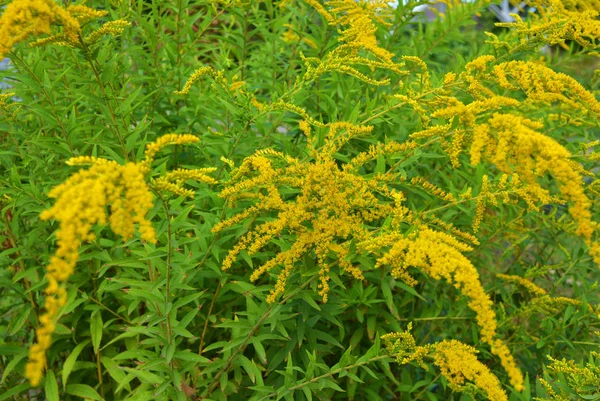 Arbustos Brilhantes Com Flores Amarelas Uma Haste Dourada Gigante Com — Fotografia de Stock