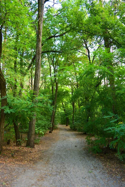 Mycket Grön Vanlig Barr Tall Och Lövskog Skogen Bosättningen Ligger — Stockfoto