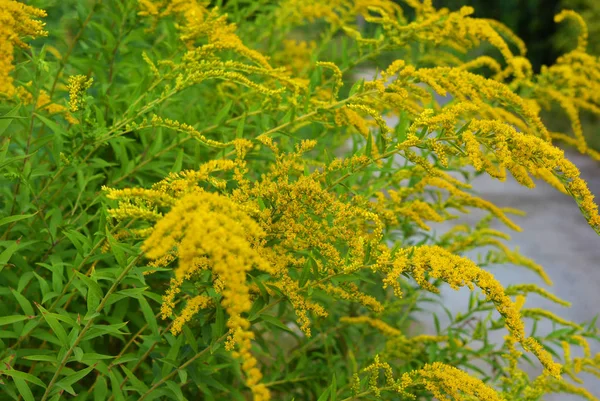 Arbustos Brilhantes Com Flores Amarelas Uma Haste Dourada Gigante Com — Fotografia de Stock