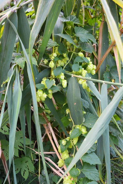 Szép Élénk Zöld Hop Levelek Érett Virágok Szőlő Humulus Virágos — Stock Fotó