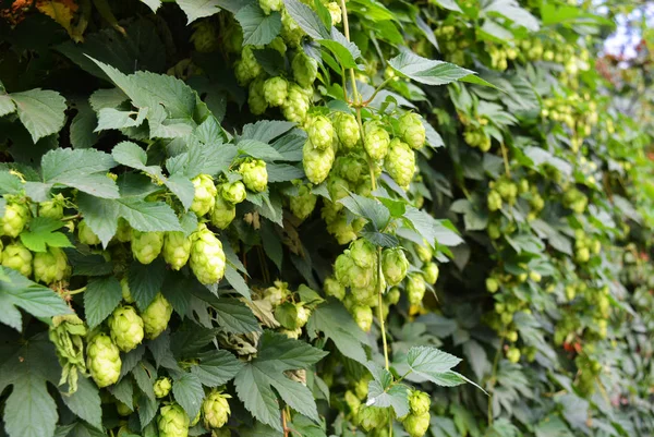 Olgun çiçekler ve bir asma, humulus çiçekli bitkiler, aile Cannabaceae ile güzel ve canlı yeşil hop yaprakları.