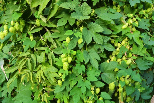 Olgun çiçekler ve bir asma, humulus çiçekli bitkiler, aile Cannabaceae ile güzel ve canlı yeşil hop yaprakları.