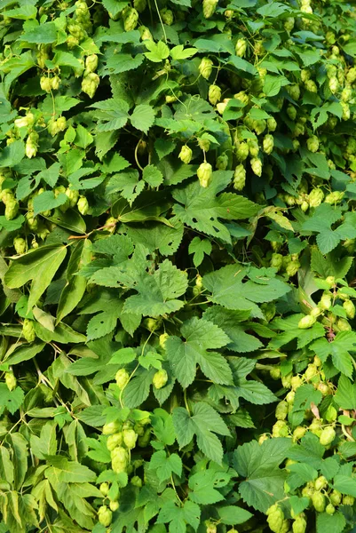 Szép Élénk Zöld Hop Levelek Érett Virágok Szőlő Humulus Virágos — Stock Fotó