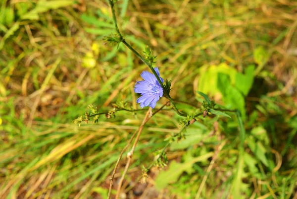 Fleurs Chicorée Riches Violet Vif Ichorium Sur Les Branches Dans — Photo