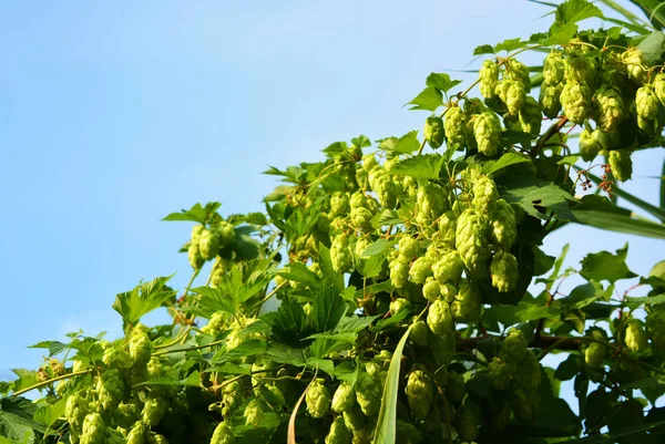 Szép Élénk Zöld Hop Levelek Érett Virágok Szőlő Humulus Virágos — Stock Fotó