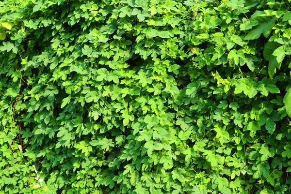 Schöne Und Lebendige Grüne Hopfenblätter Mit Reifen Blüten Und Einer — Stockfoto