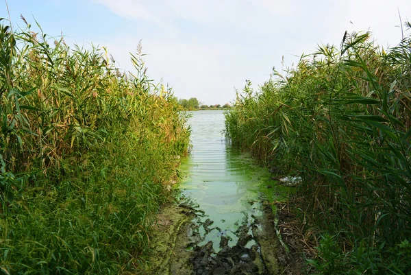 Pitoresk dik bankalar ve sahil, ağaçlar, yeşillikve zengin gökyüzü ile Samara Nehri güzel bir görünüm. Konut emlak parlak ve unutulmaz doğa, Shevchenko, Dnipro, Ukrayna.