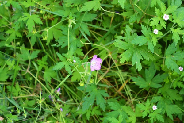 Insolite Violet Avec Des Fleurs Blanches Parmi Belles Feuilles Vertes — Photo