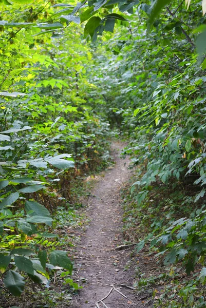 Samara Nehri yakınında alışılmadık bir manzara ve orman güzelliği ile güzel doğal arka plan. Shevchenko konut emlak, Dnipro şehir, Ukrayna yeşil tepeler, ağaçlar, parlak gökyüzü ile çalılar.