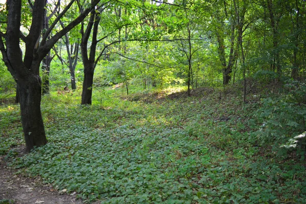 Beau Fond Naturel Avec Paysage Insolite Beauté Forêt Près Rivière — Photo