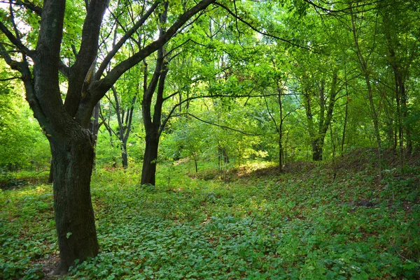 Beautiful Natural Background Unusual Landscape Forest Beauty Samara River Green — Stock Photo, Image
