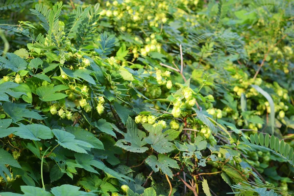 Szép Élénk Zöld Hop Levelek Érett Virágok Szőlő Humulus Virágos — Stock Fotó