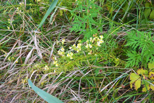 Doğada çırpılmış yumurta şeklinde Olağandışı beyaz-sarı çiçekler Shevchenko konut emlak, Dnipro, Ukrayna şehir bulunmaktadır.