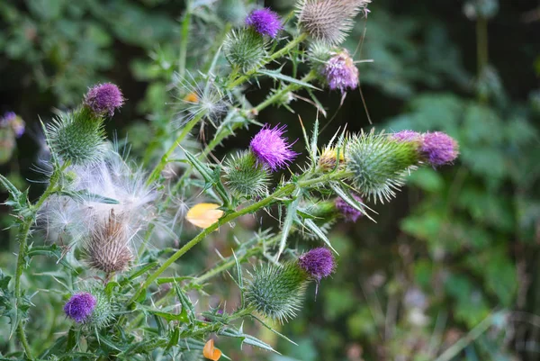 Doğada tohumve havadar beyaz kapaklar ile ortak devedikeni çok sıradışı çiçekler ve çiçeklenmeler, cirsium vulgare, mızrak devedikeni, boğa devedikeni, ortak devedikeni.