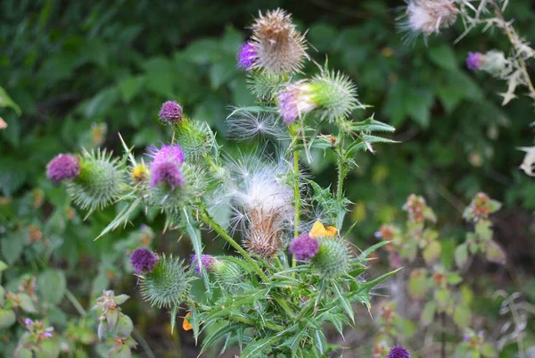 Sehr Ungewöhnliche Blüten Und Blütenstände Der Gemeinen Distel Mit Samen — Stockfoto