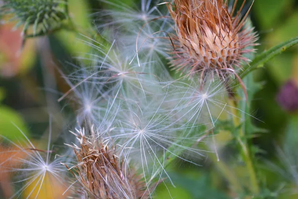 Fleurs Inflorescences Très Inhabituelles Chardon Commun Avec Graines Calottes Blanches — Photo