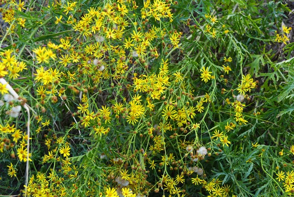 Flores Pequenas Amarelas Brilhantes Incomuns Natureza Jacobeia Comum Jacobaea Vulgaris — Fotografia de Stock